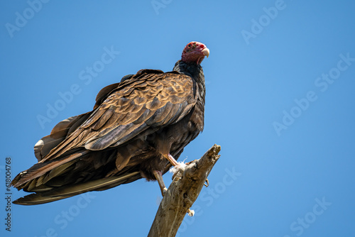 Turkey vulture (Cathartes aura) sitting on a tree.