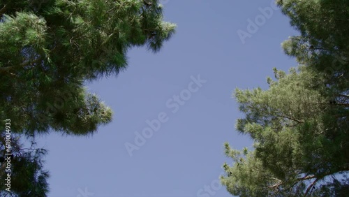 Huge Aircraft passing overhead landing in between the trees on a clear windy sunny day near Las Vegas Nevada USA 4K High-quality slow motion