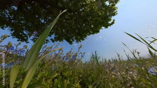 Slow Motion Wide Angle Shot Of A Tree In A Green Field On A Sunny Summer Day photo