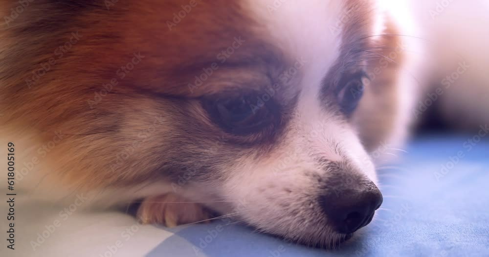 Closeup of Chihuahua dog looking at the camera. Closeup of Chihuahua dog looking at the camera.
