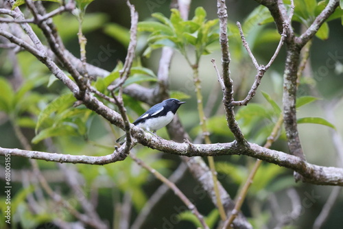 Black-throated blue warbler (Setophaga caerulescens) in Jamaica photo