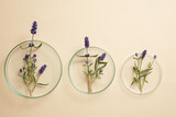Several glass petri dishes of lavender flowers in different sizes from small to large on beige background. Lavender (Lavandula) has many uses for people