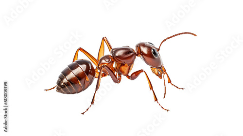 side view of ant walking isolated on transparent background cutout , generative ai photo