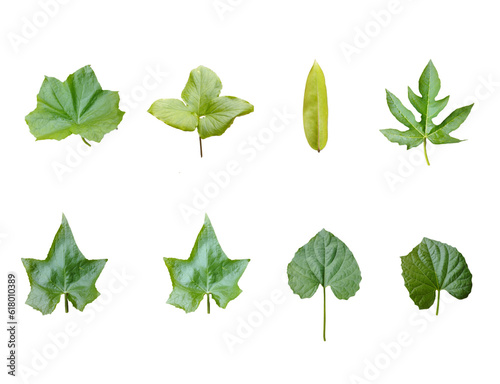 Different tropical leaves on white background