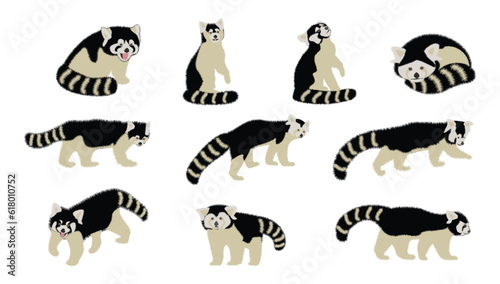 Fototapeta Naklejka Na Ścianę i Meble -  Black and white set of cute red pandas in different poses, flat style animal character design on white background.