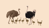 African animals. Ostrich. Ostrich parents raising young children. Lots. Vector illustration isolated.