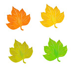 set of vector maple leaves