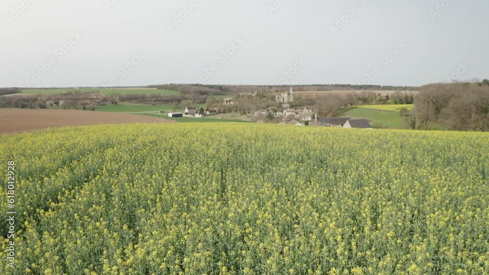 Aerial drone point of view of rapeseed fields near to Avon-les-Roches in the Loire Valley, France. Aerial drone point of view of rapeseed fields near to Avon-les-Roches in the Loire Valley, France.