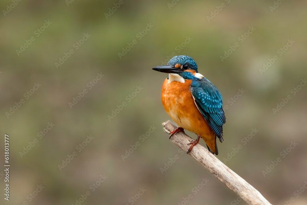 custom made wallpaper toronto digitalCommon Kingfisher (Alcedo atthis) perched on a branch against natural bokeh background, Chiang Mai Province, Thailand