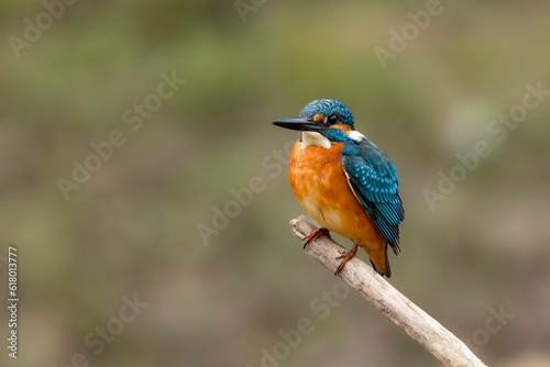 Common Kingfisher (Alcedo atthis) perched on a branch against natural bokeh background, Chiang Mai Province, Thailand