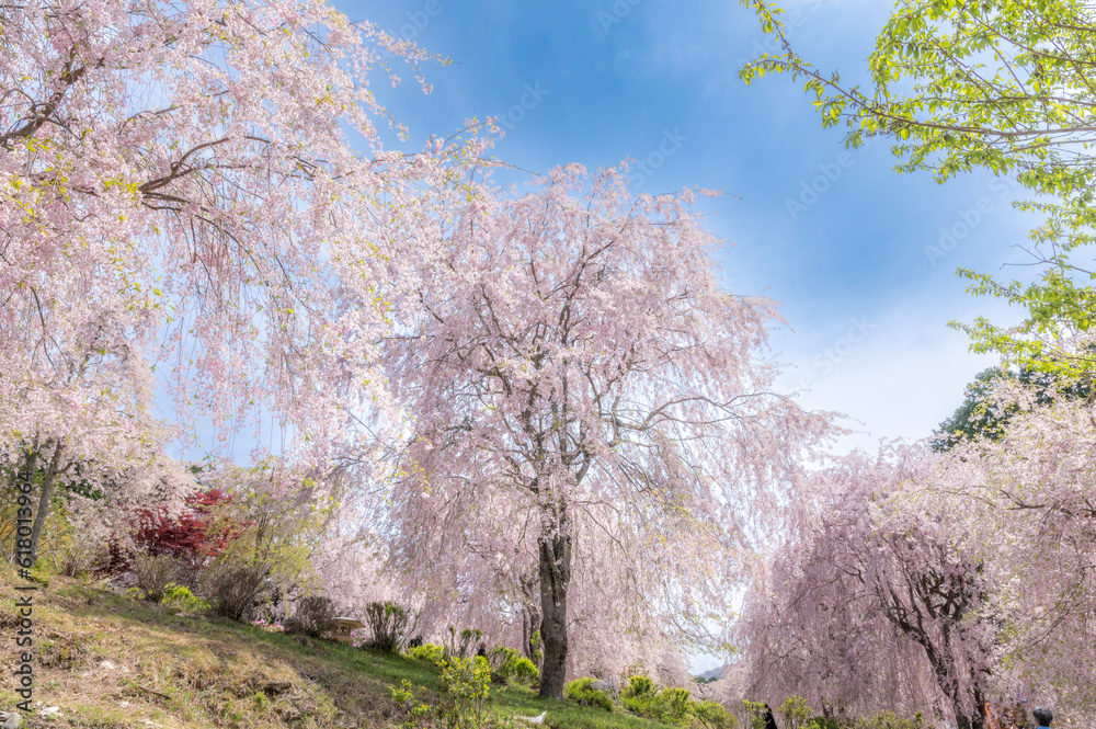 Obraz premium 高見の郷 しだれ桜