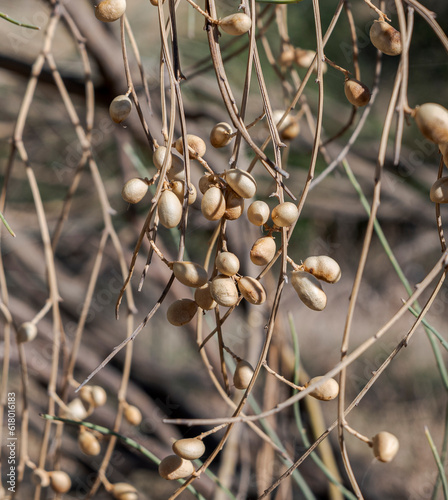 Fruits of Retama sphaerocarpa, a shrub native to North Africa and the Iberian Peninsula. Photo taken in the municipality of San Agustin de Guadalix, province of Madrid, Spain photo