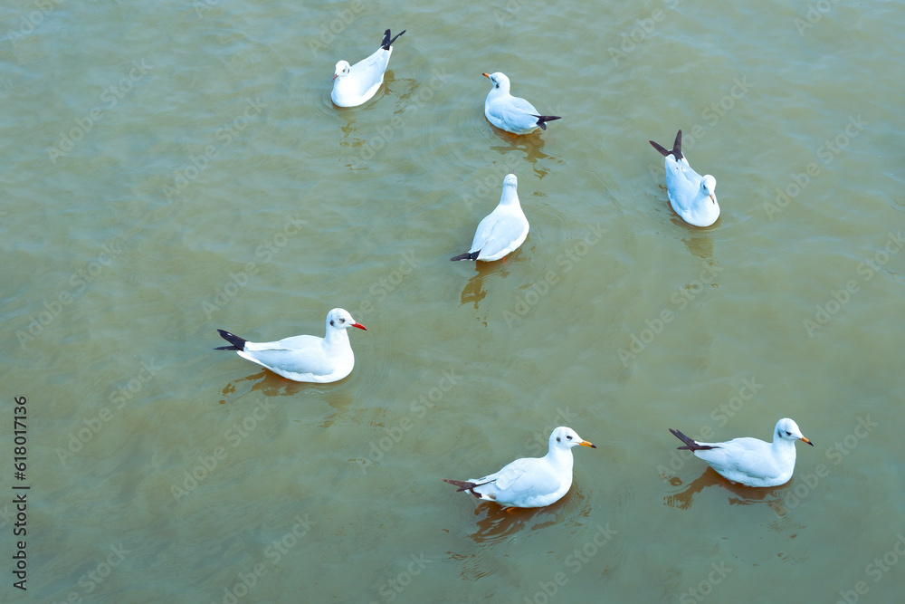 seagull family