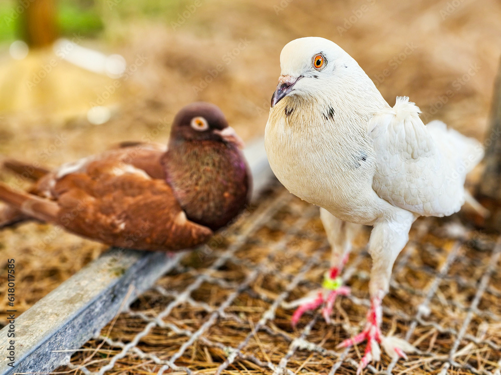 Beautiful White dove with Steiger cropper brown pigeon on dry straw at the zoo
