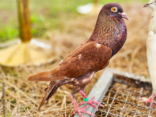 Beautiful Steiger cropper brown pigeon on dry straw at the zoo