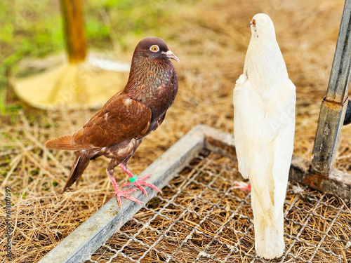 Valokuva Beautiful back view of White dove with Steiger cropper brown pigeon on dry straw