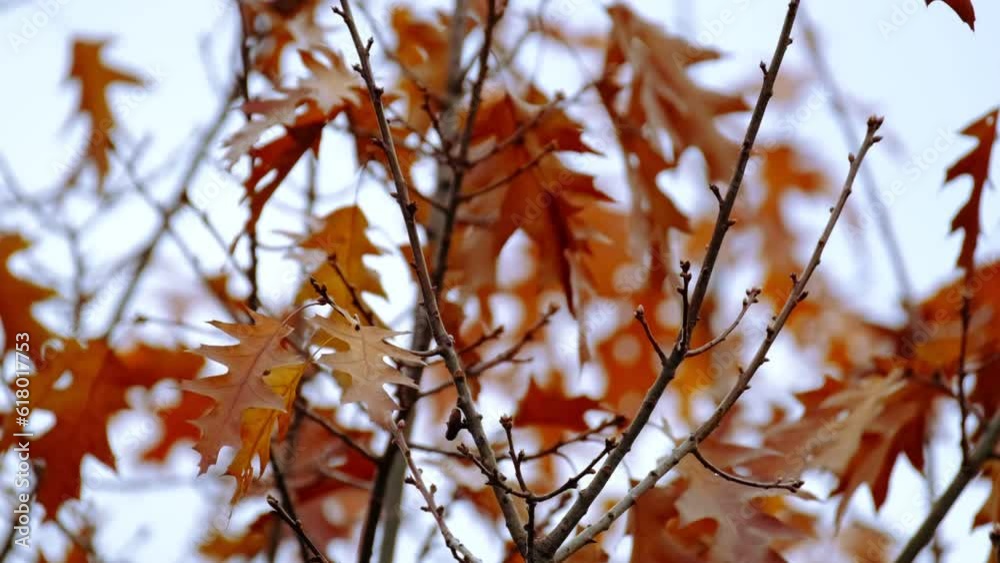orange, yellow, golden oak foliage, Quercus palustris flutter in wind, leaves break away from branches, fall downt, autumn season, good weather, natural, environmental concept, banner for designer orange, yellow, golden oak foliage, Quercus palustris flutter in wind, leaves break away from branches, fall downt, autumn season, good weather, natural, environmental concept, banner for designer
