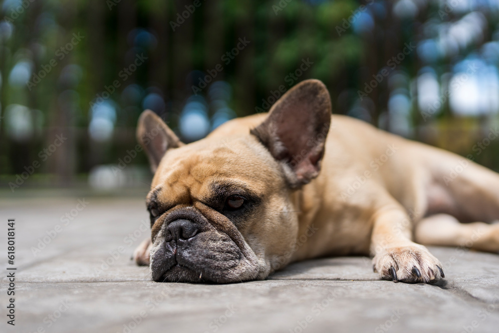 French bulldog portrait