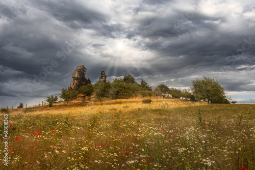 Naturschutzgebiet Teufelsmauer Harz mit blühender Sommerwiese photo