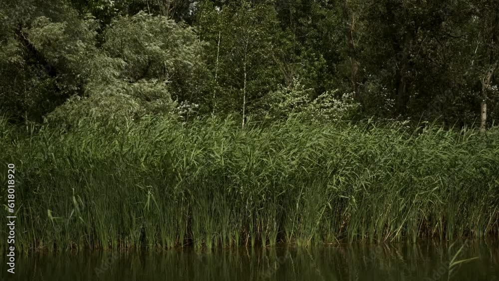 Reeds grow on the shore of the lake. Wind blows the reeds, waves on the surface of the lake Reeds grow on the shore of the lake. Wind blows the reeds, waves on the surface of the lake