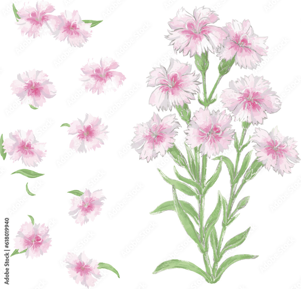 ナデシコ 撫子 水彩 手描き 植物 ボタニカル 夏 秋 飾り イラスト素材セット ナデシコ 撫子 水彩 手描き 植物 ボタニカル 夏 秋 飾り イラスト素材セット