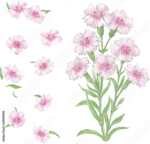 ナデシコ　撫子　水彩　手描き　植物　ボタニカル　夏　秋　飾り　イラスト素材セット