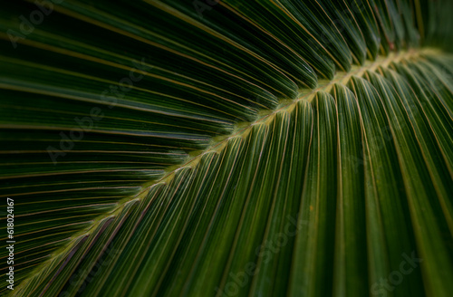 abstract texture background  detail of dark palm leaf