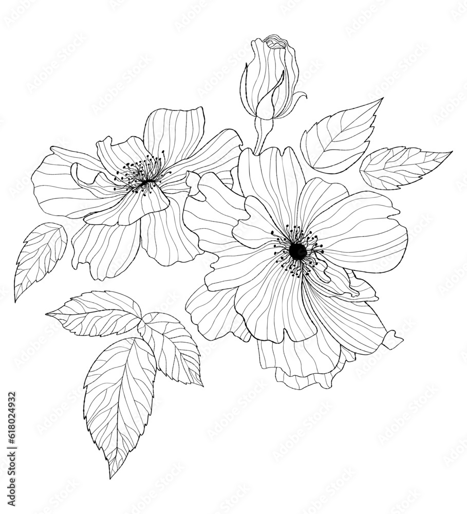 Flowers rose. Hand drawn. Vector illustration. linear plants, leaves and branches for design, decor and decoration.