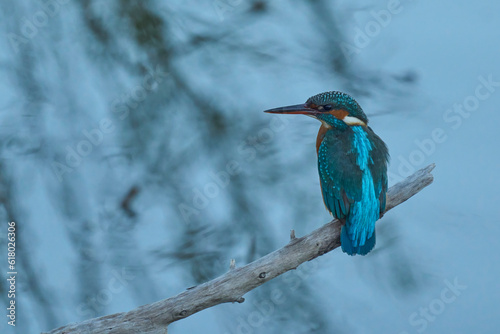 The kingfisher in the delta Ebro river, Spain © ezequiel