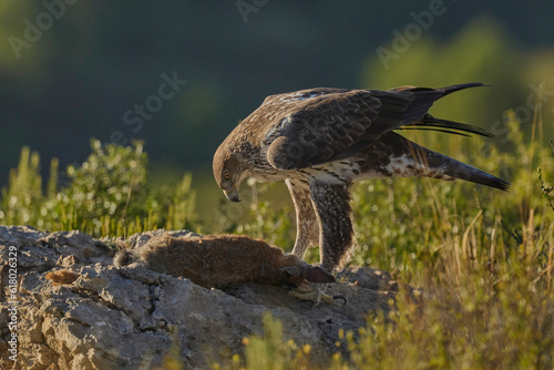 The majestic Bonelli´s eagle in Spain