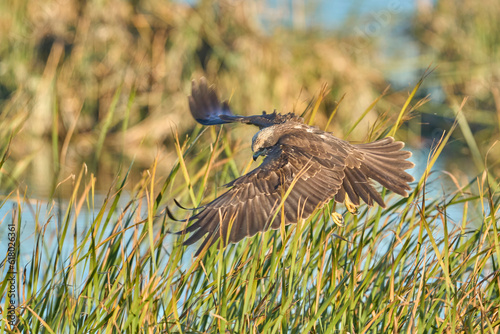 western marsh harrier looking for her prey in the reeds