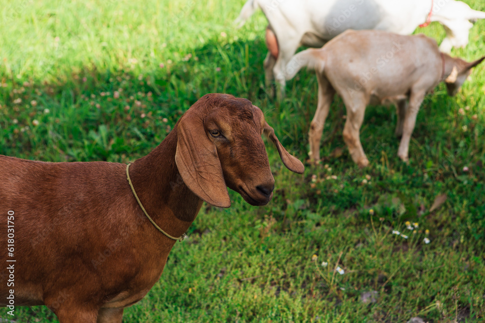 Beautiful brown goat eating green grass in mountain. Goat is walking in the nature for food. Beautiful brown goat eating green grass in mountain. Goat is walking in the nature for food.