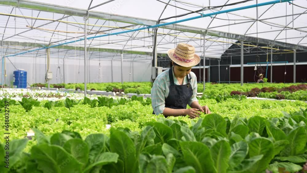 Asian woman gardener picking organic salad plant in plastic plant pot and holding Vegetable basket for breakfast , gardening at home, Selective focus, Farming and growing your own food concept. Asian woman gardener picking organic salad plant in plastic plant pot and holding Vegetable basket for breakfast , gardening at home, Selective focus, Farming and growing your own food concept.