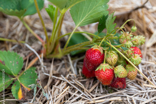 Strawberries out on a farm patch