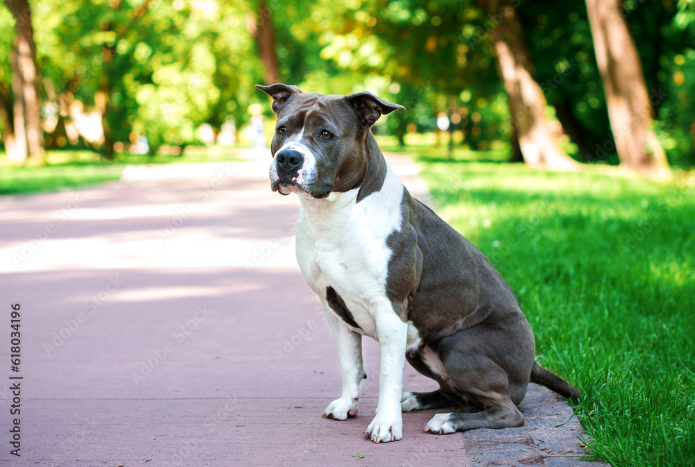 The American Staffordshire terrier dog is sitting on the alley against the background of a blurred green park. The girl is four years old. The dog looks away. The photo is blurred