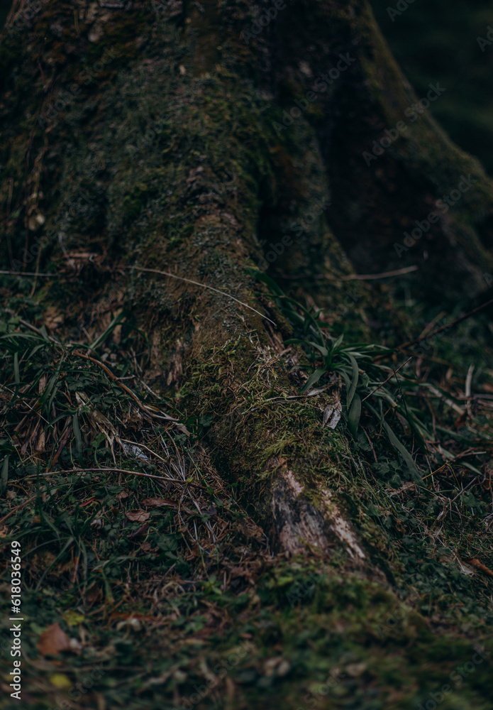 Obraz premium moss on the tree