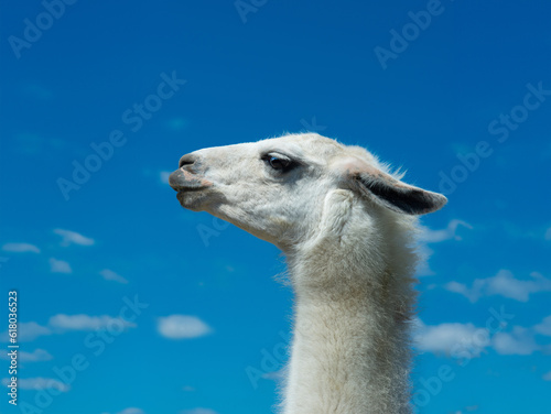 white lama portrait on blue sky © fotomaster