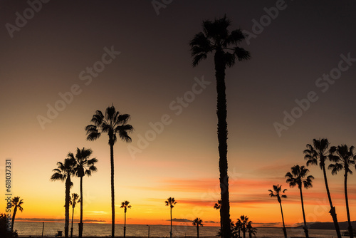 Palm tress at Sunset California