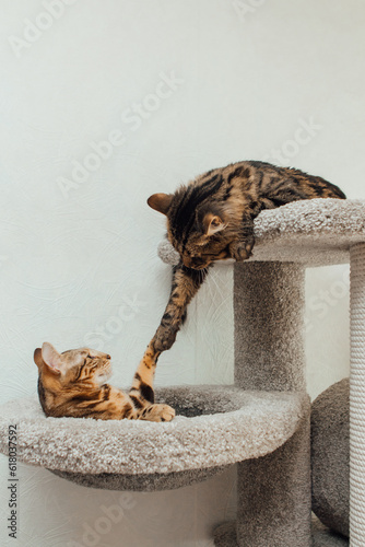 Young cute bengal cats laying on a soft cat's shelf of a cat's house indoors.
