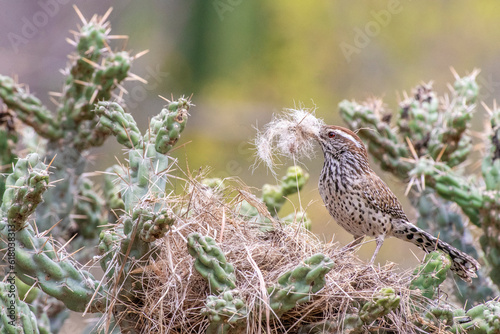 Cactus wren (Campylorhynchus brunneicapillus) nesting and perching on cactus in Baja California Sur, Mexico