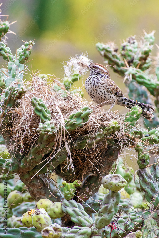 Fototapeta premium Cactus wren (Campylorhynchus brunneicapillus) nesting and perching on cactus in Baja California Sur, Mexico