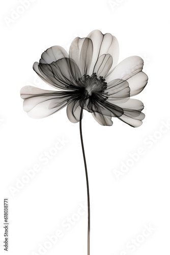 Abstract illustration of a black flower in x-ray style on white background. Minimalistic monochrome botanical design. © Наталья Зюбр