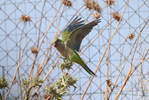 bird on a tree branch