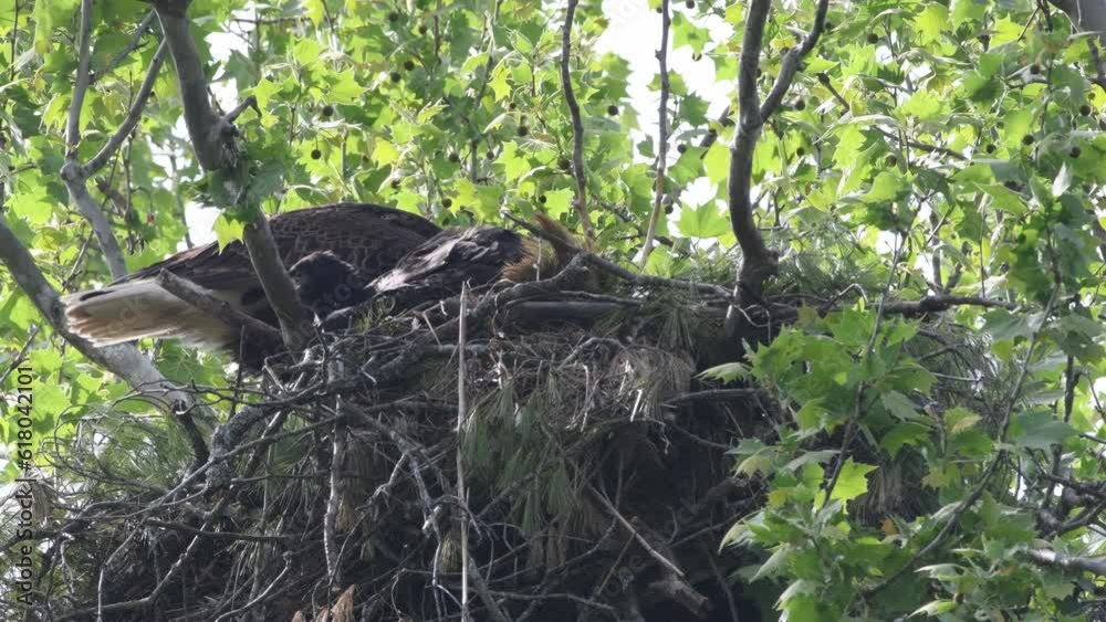Parent bald eagle tends to nest while panting on a hot day Parent bald eagle tends to nest while panting on a hot day