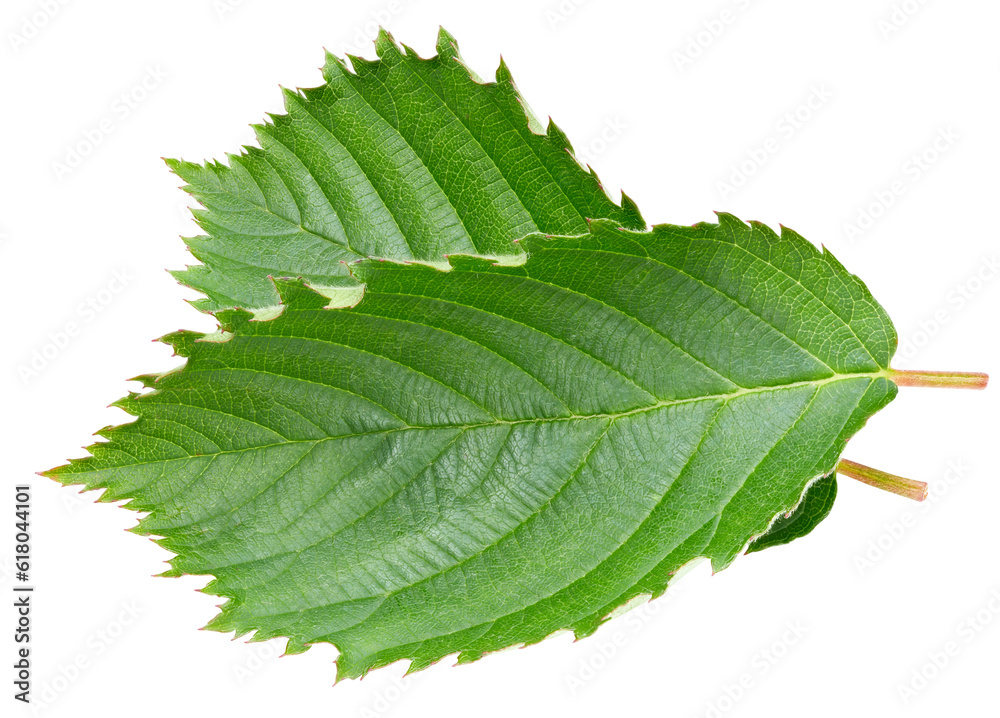 Blackberry leaves isolated on white Blackberry leaves isolated on white