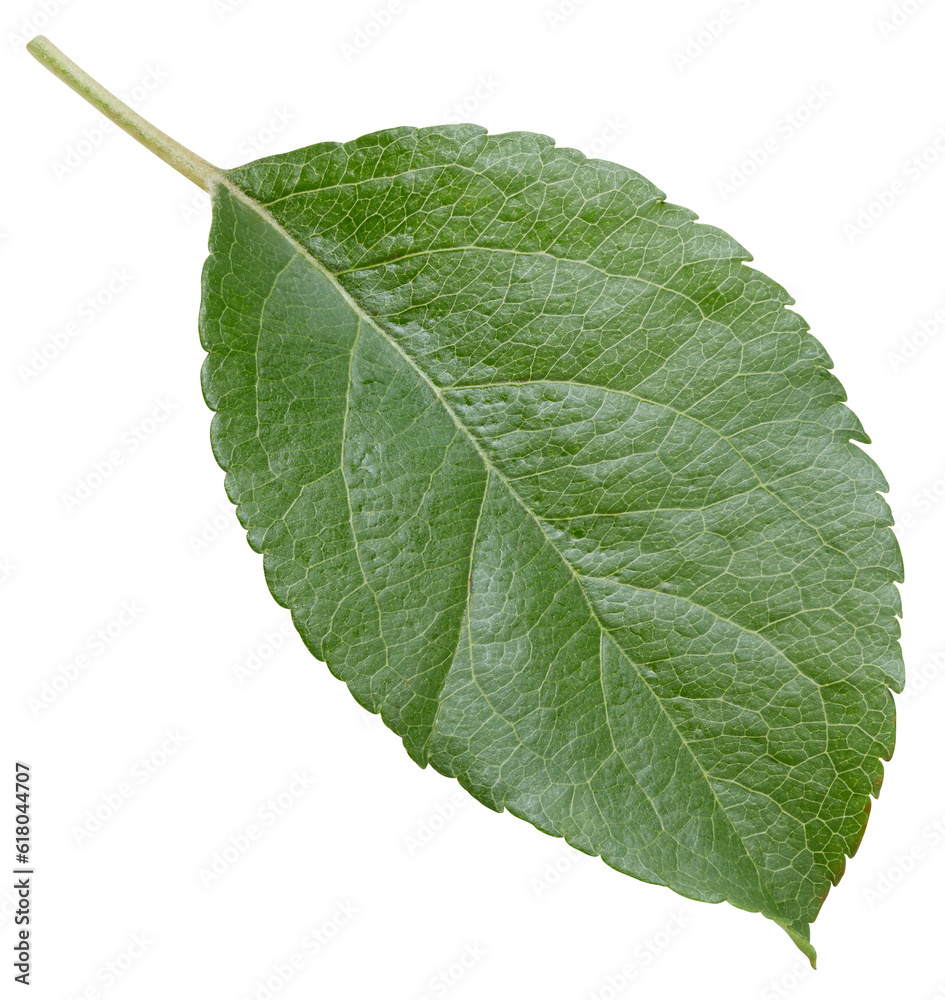 Apple leaves isolated on white Apple leaves isolated on white