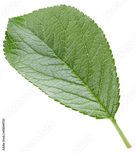 Plum leaves isolated on white