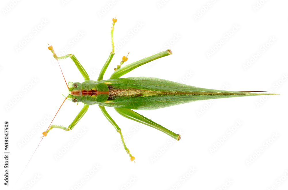 Orthoptera-Tettigoniidae, bush cricket, Orthoptera-Tettigoniidae, bush cricket,