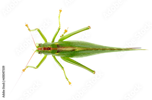 Orthoptera-Tettigoniidae, bush cricket, 