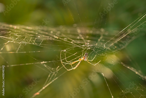 Mecynogea martiana spider on its web